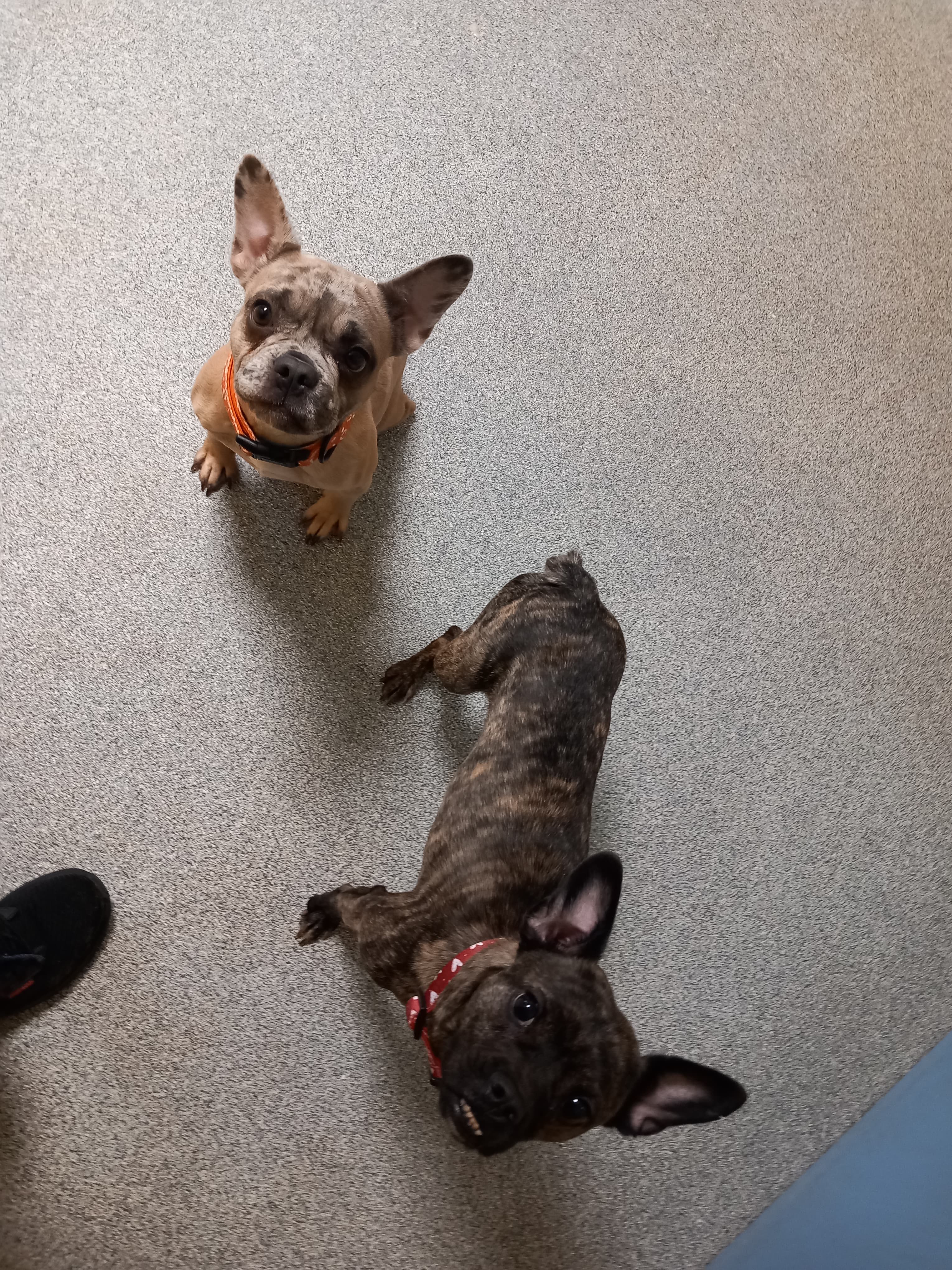 Jamie - Französische Bulldogge - Bild 2