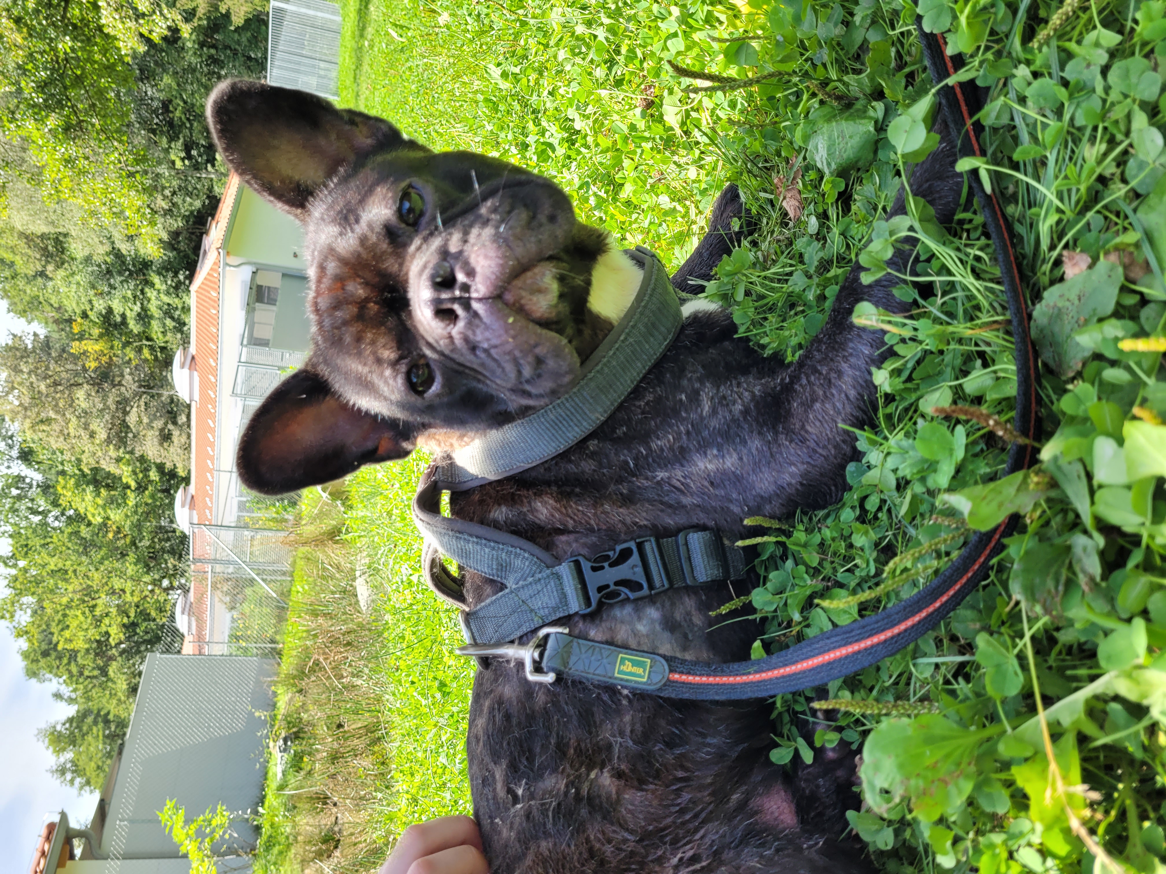 Französische Bulldogge-Mix Yoda