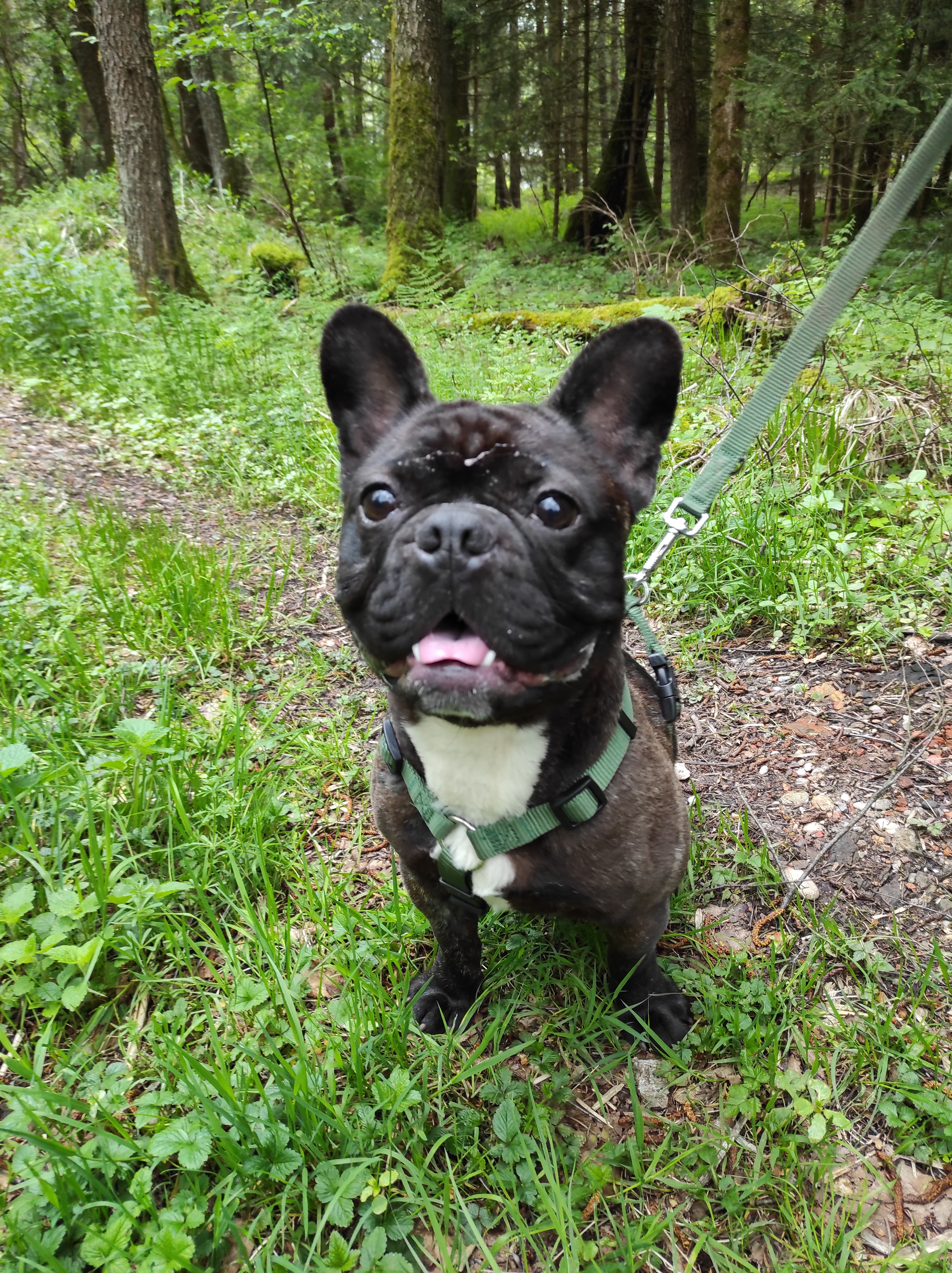 Yoda - Französische Bulldogge - Bild 3