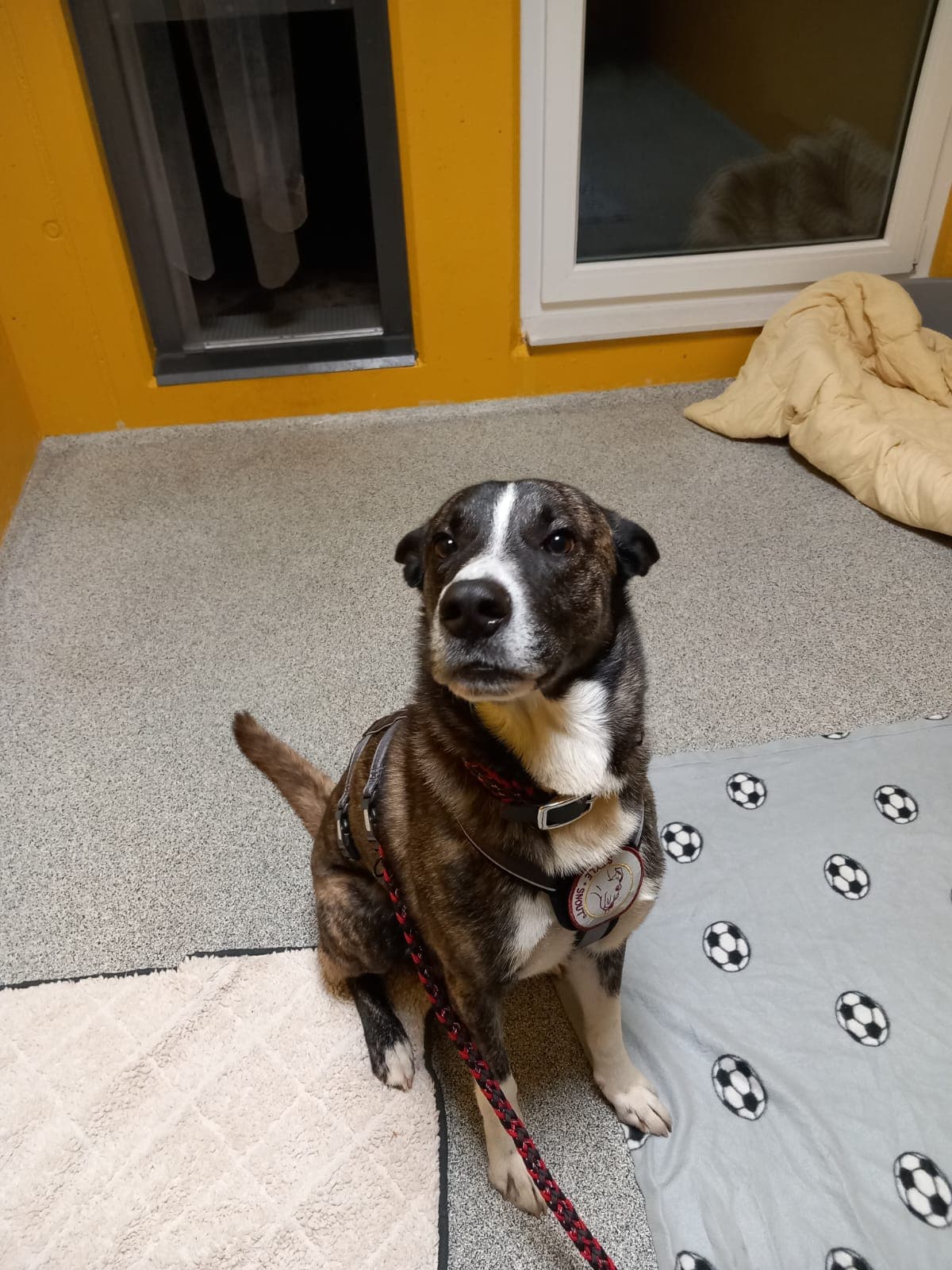 Charly - Rottweiler - Bild 3