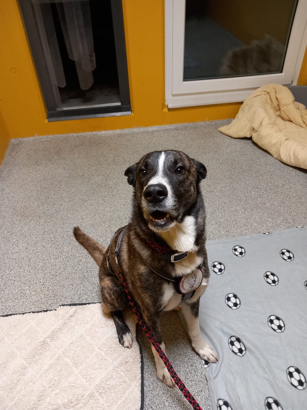 Charly - Rottweiler - Bild 2