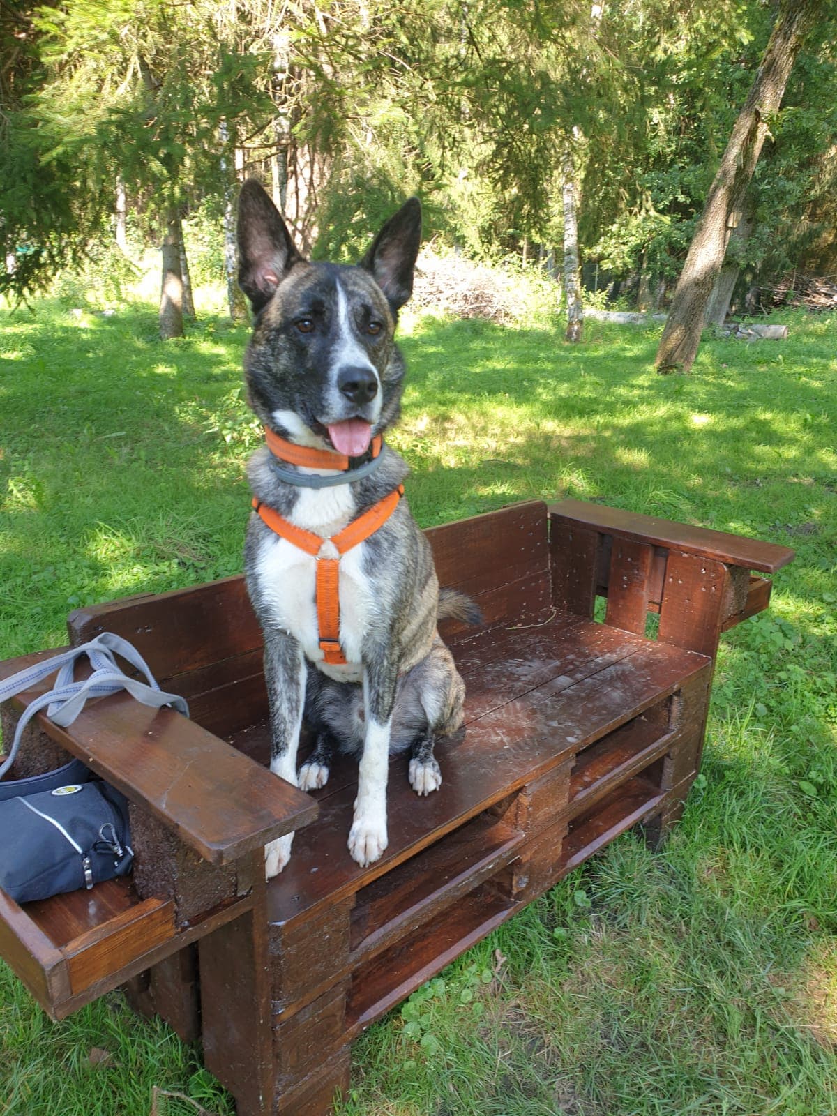 Charly - Rottweiler - Bild 4