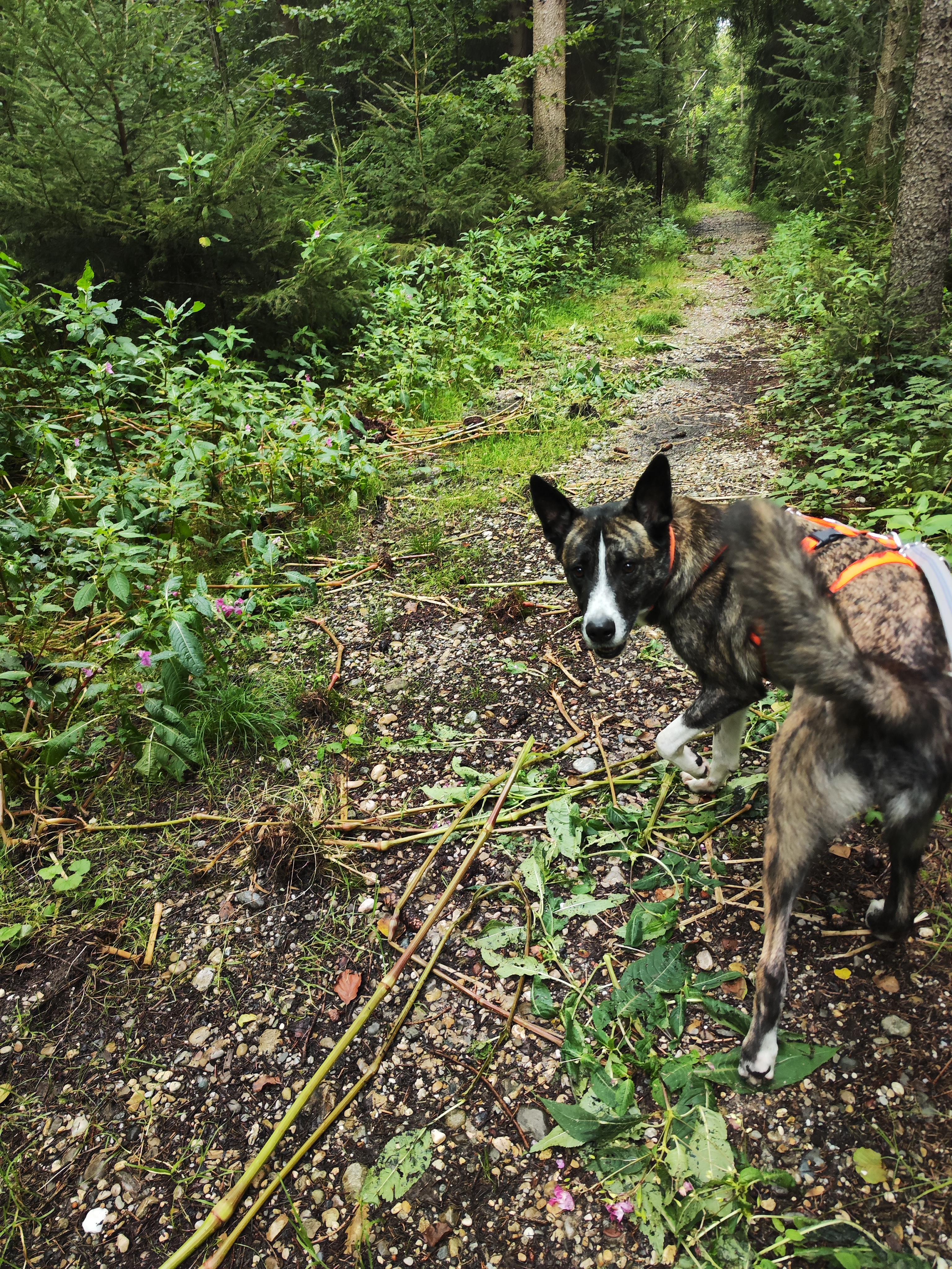 Charly - Rottweiler - Bild 8
