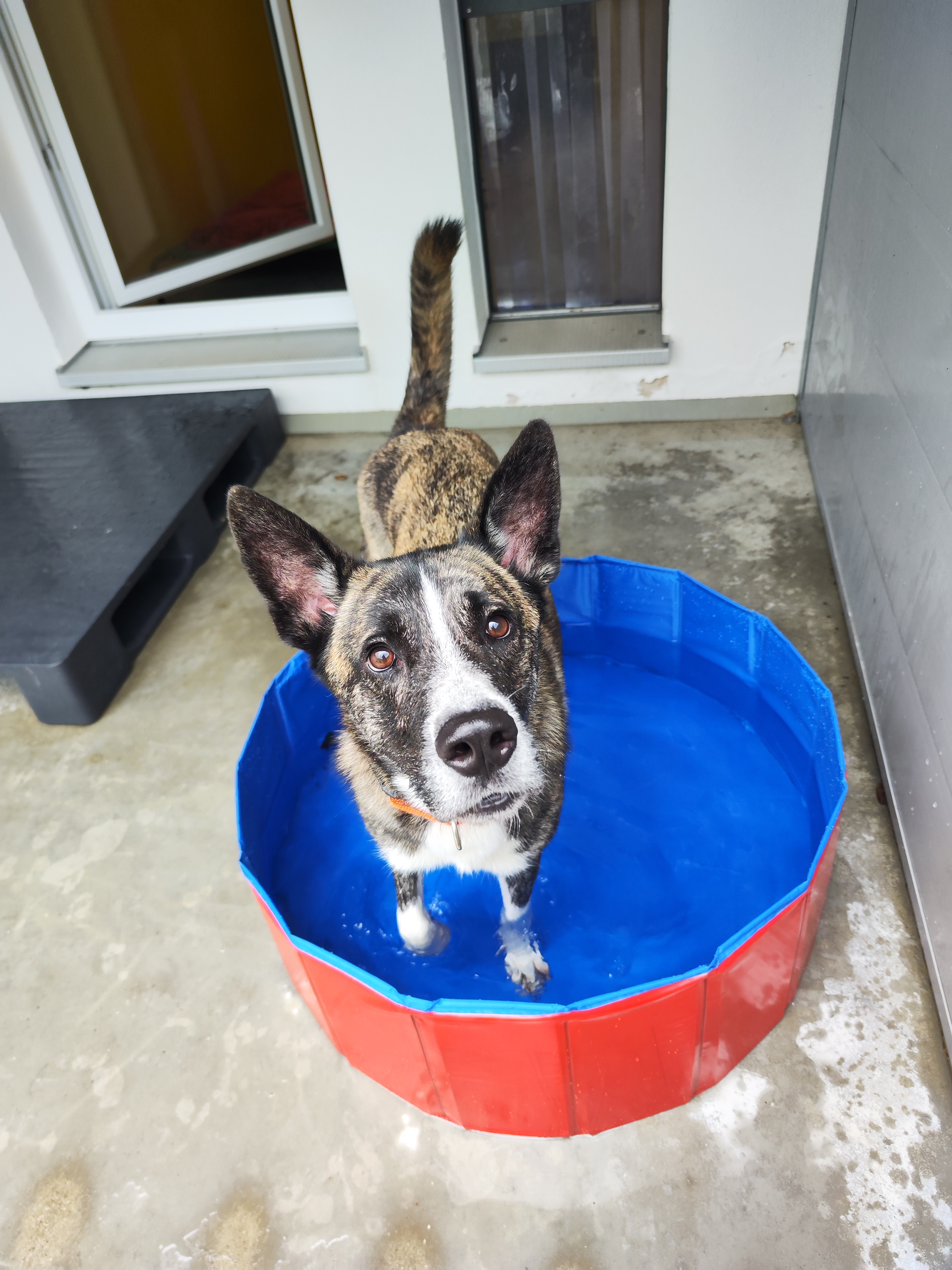 Charly - Rottweiler - Bild 9