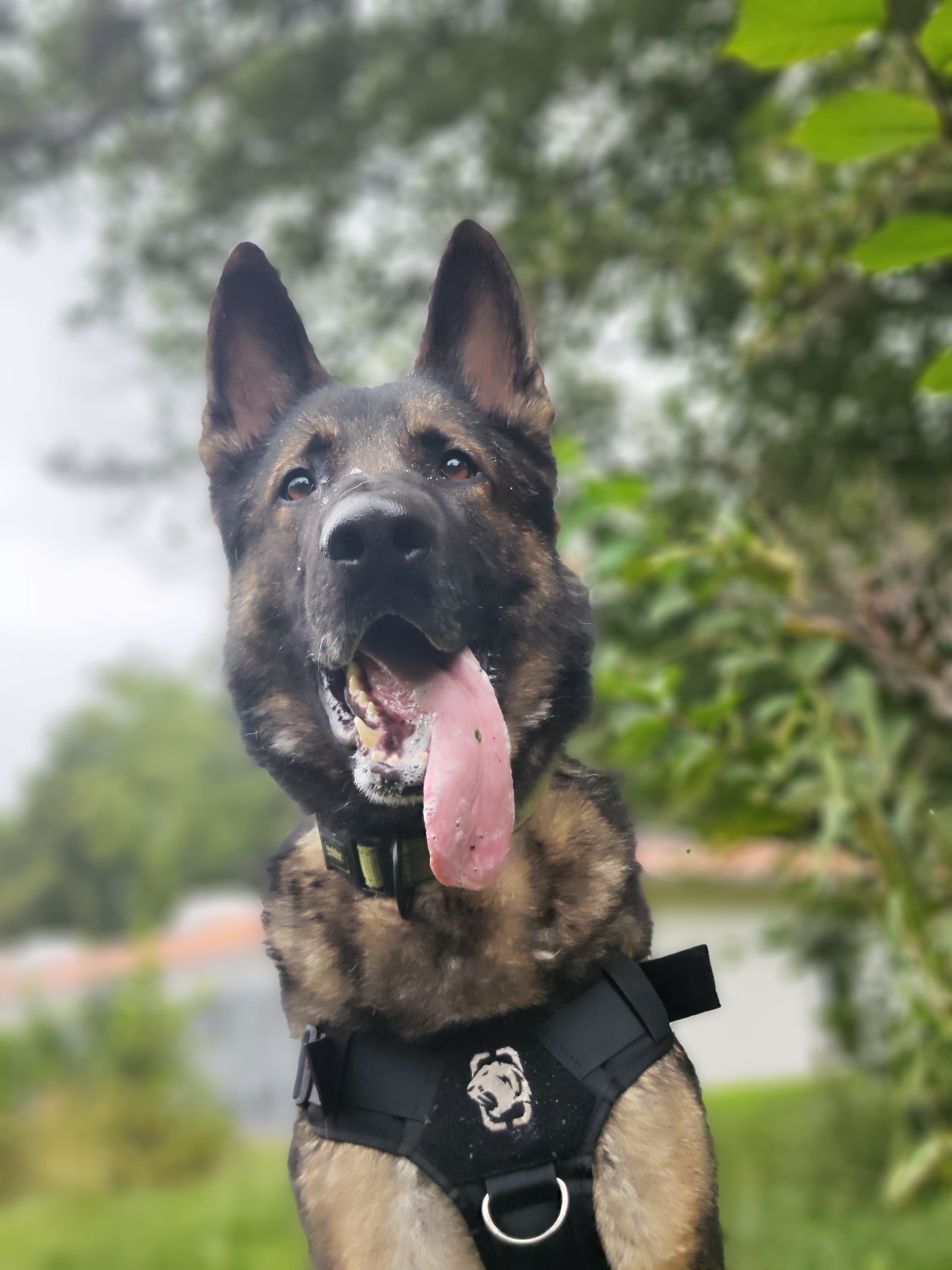 Bingo - Deutscher Schäferhund - Bild 7