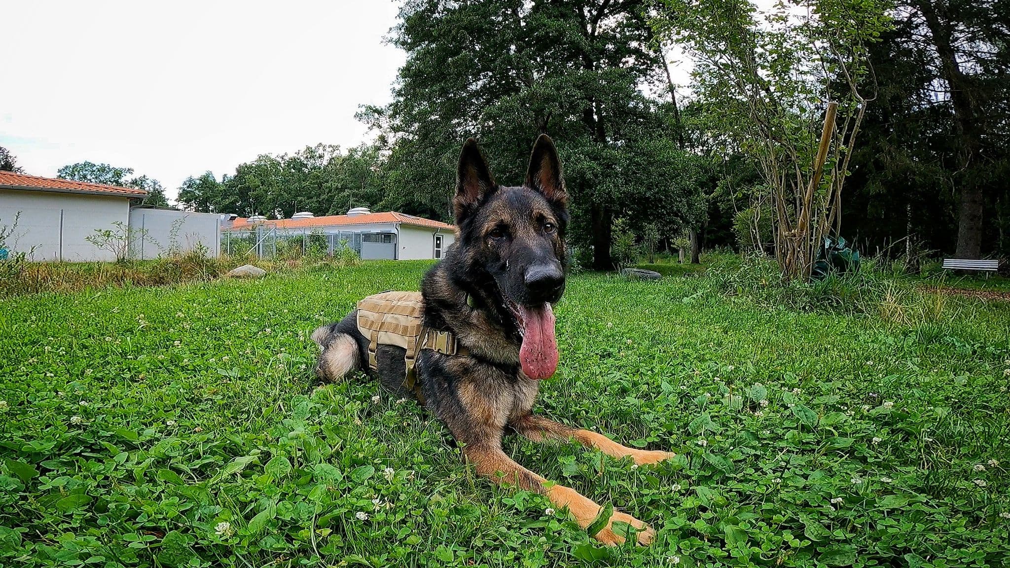 Bingo - Deutscher Schäferhund - Bild 1