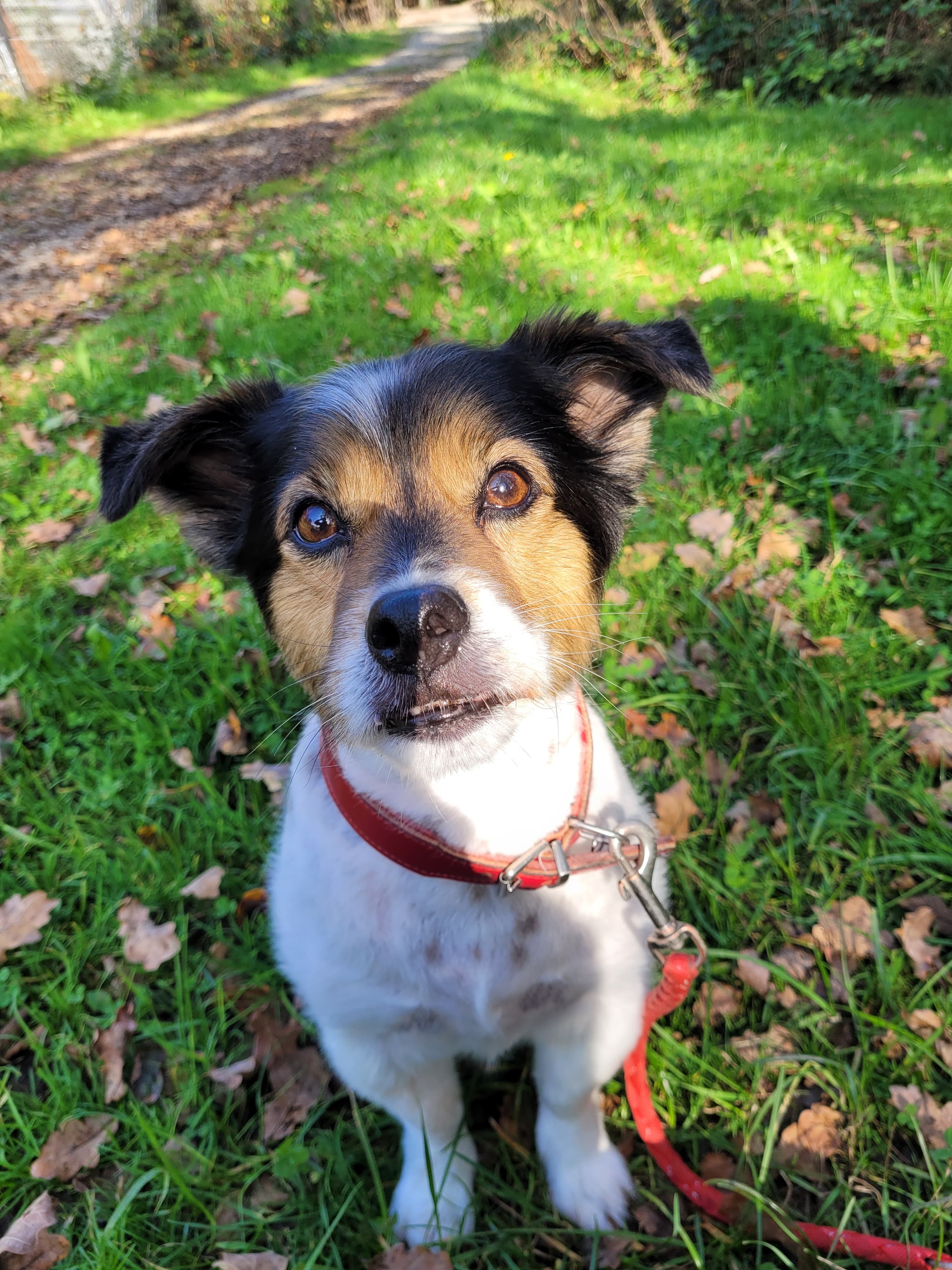 Jack Russell Terrier-Mix Mou