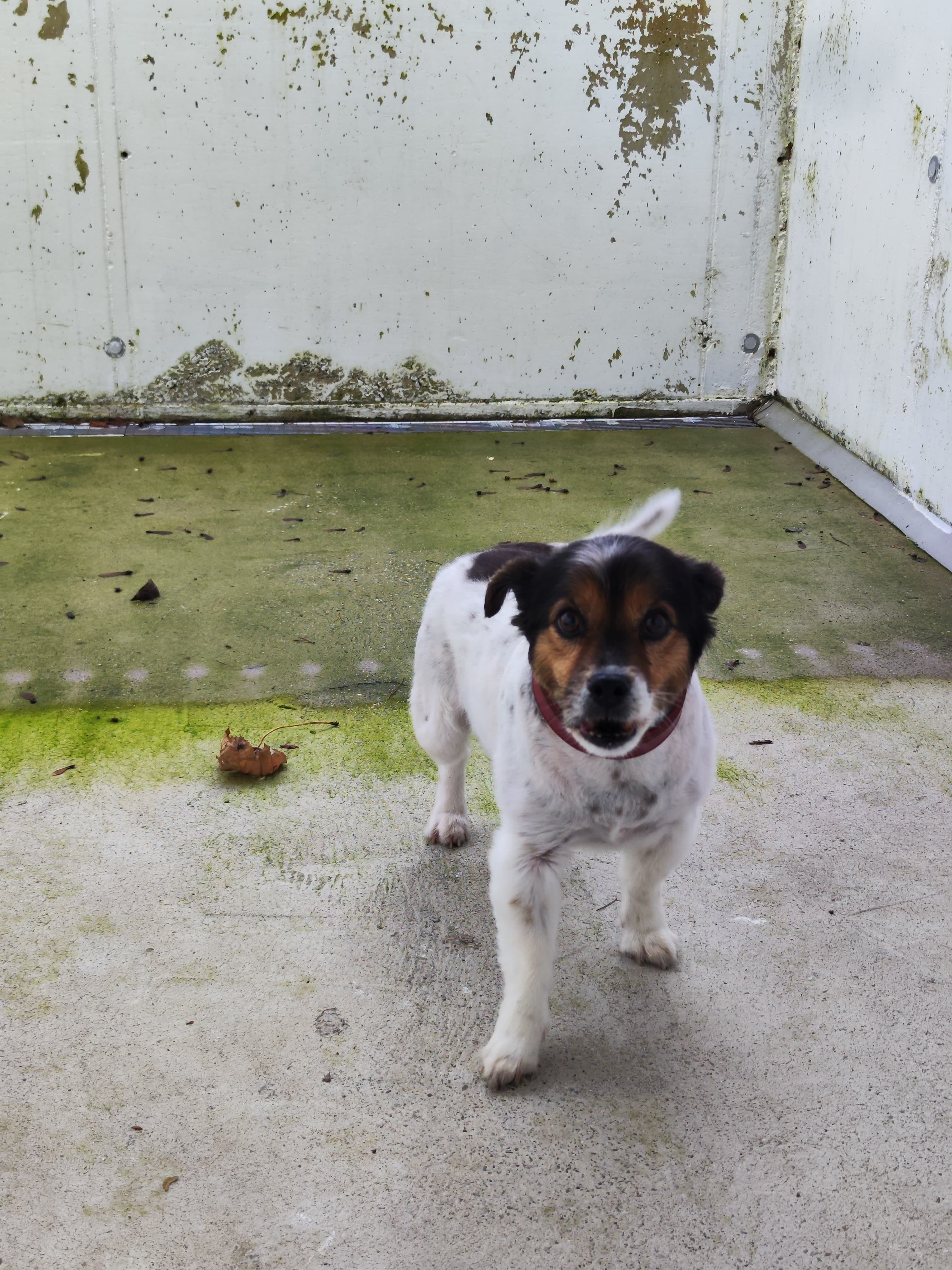 Mou - Jack Russell Terrier - Bild 2