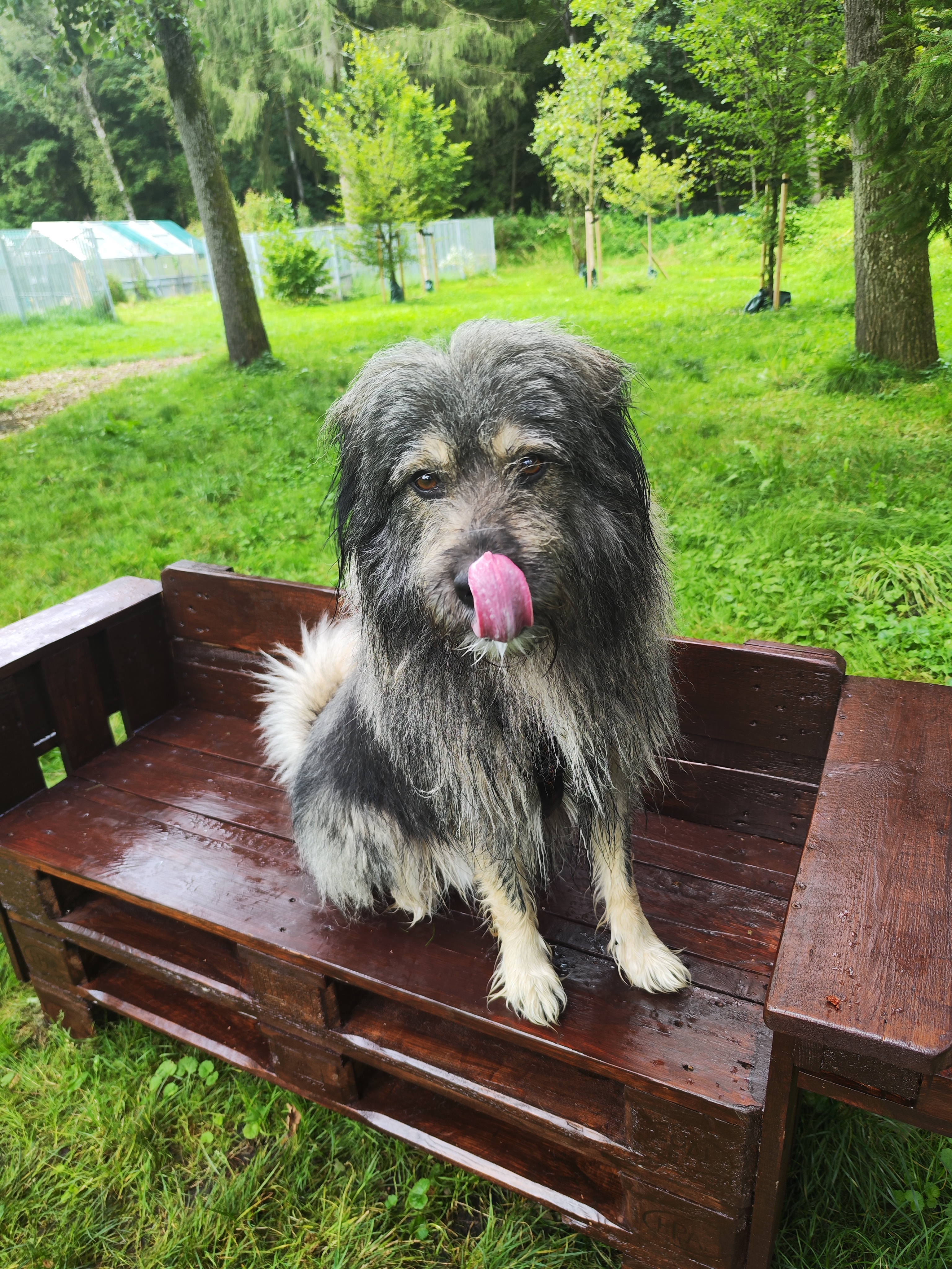 Teddybär - - Bild 7