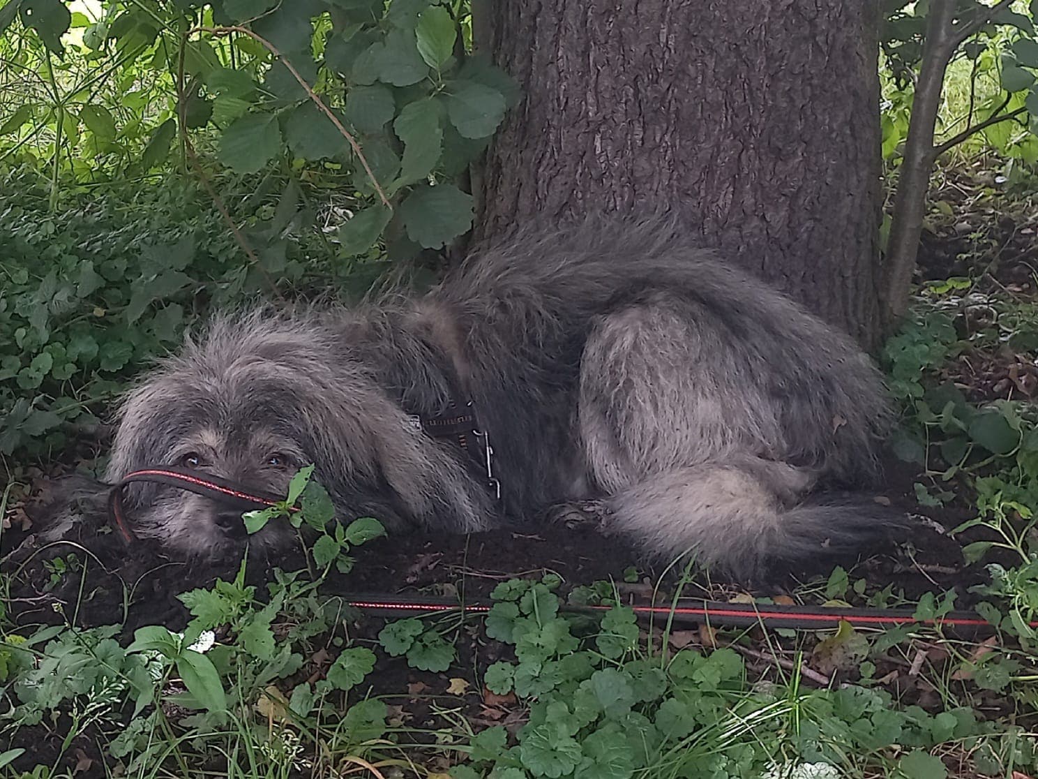 Teddybär - - Bild 11