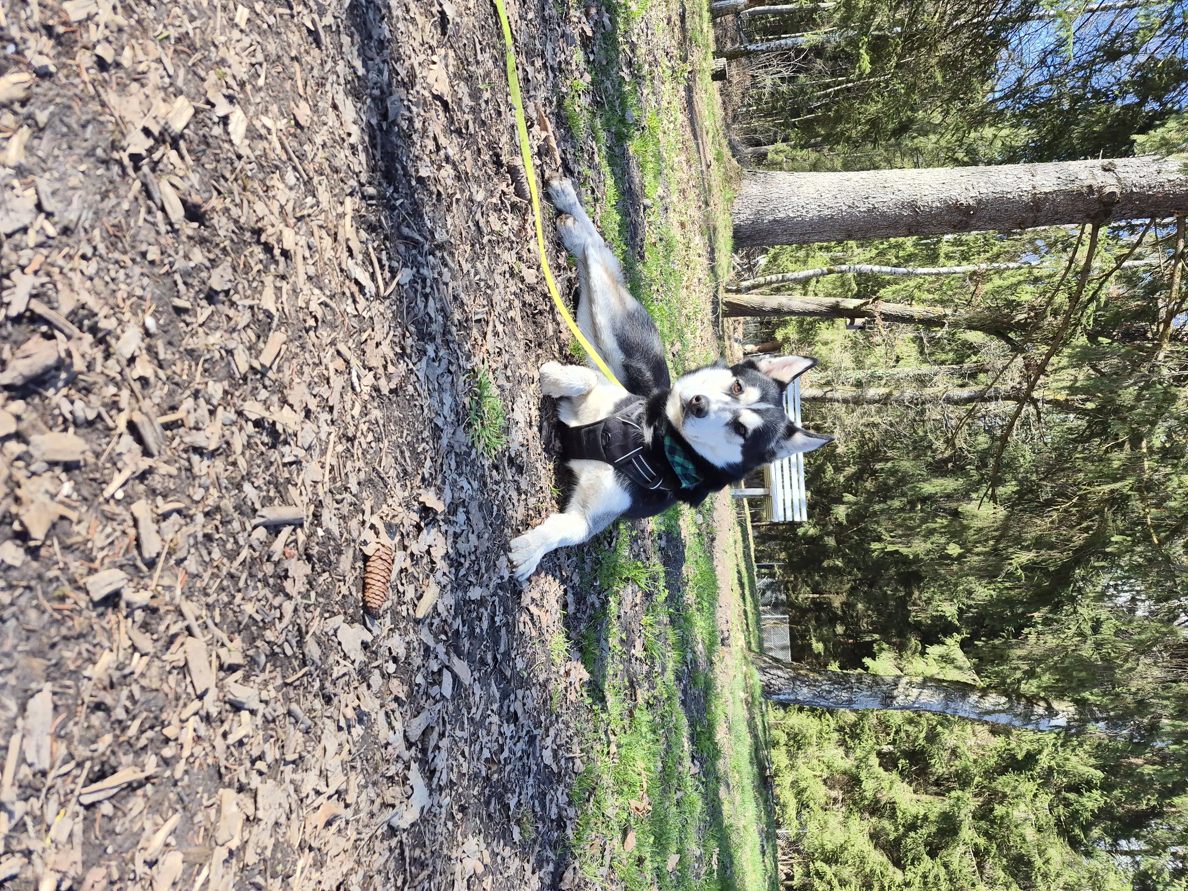 Husky - Siberian Husky - Bild 5
