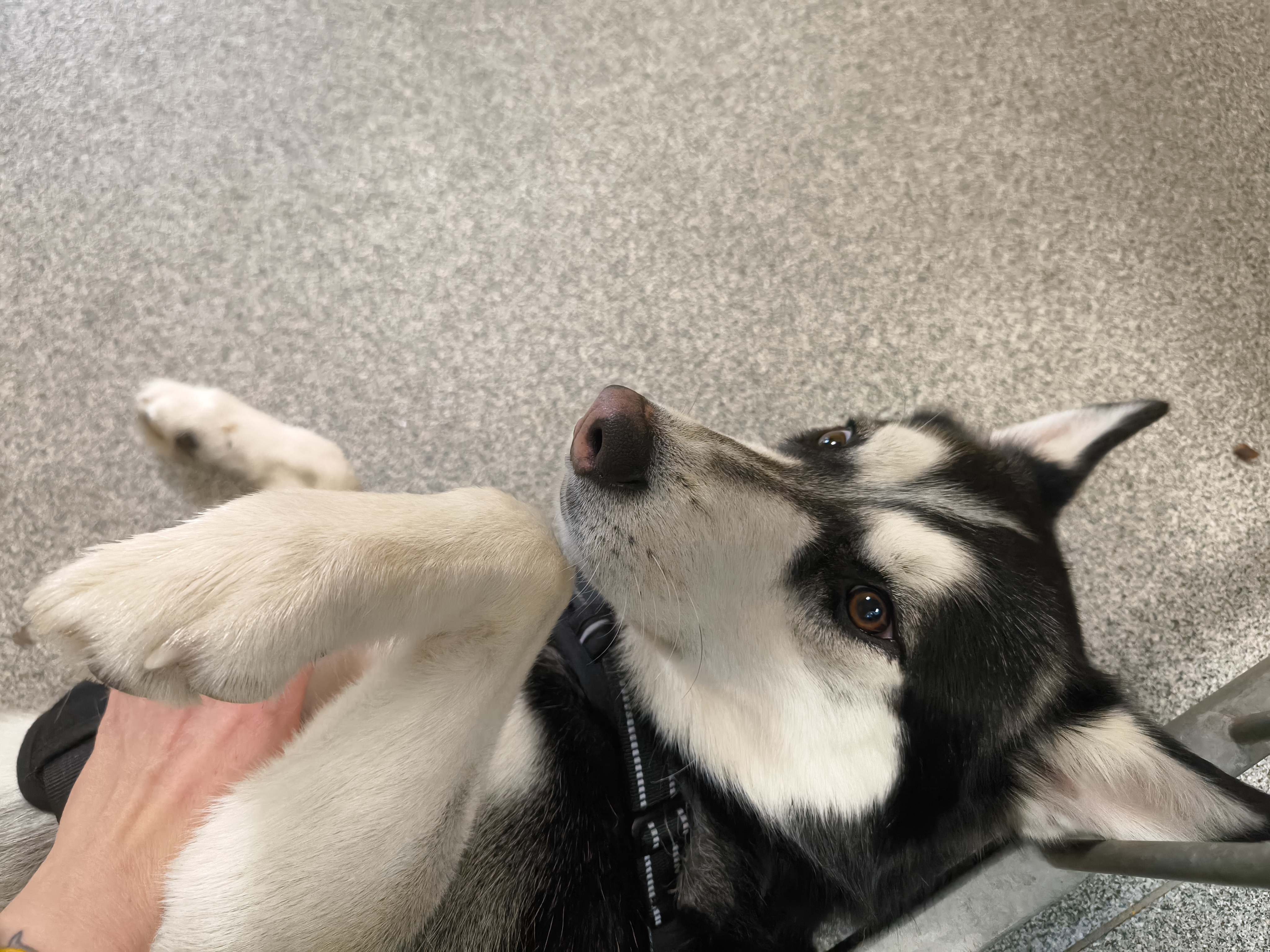 Husky - Siberian Husky - Bild 7