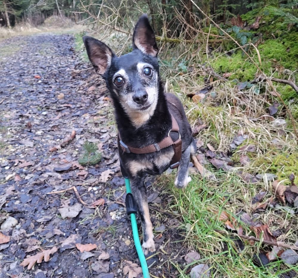 Tyger - Zwergpinscher - Bild 2