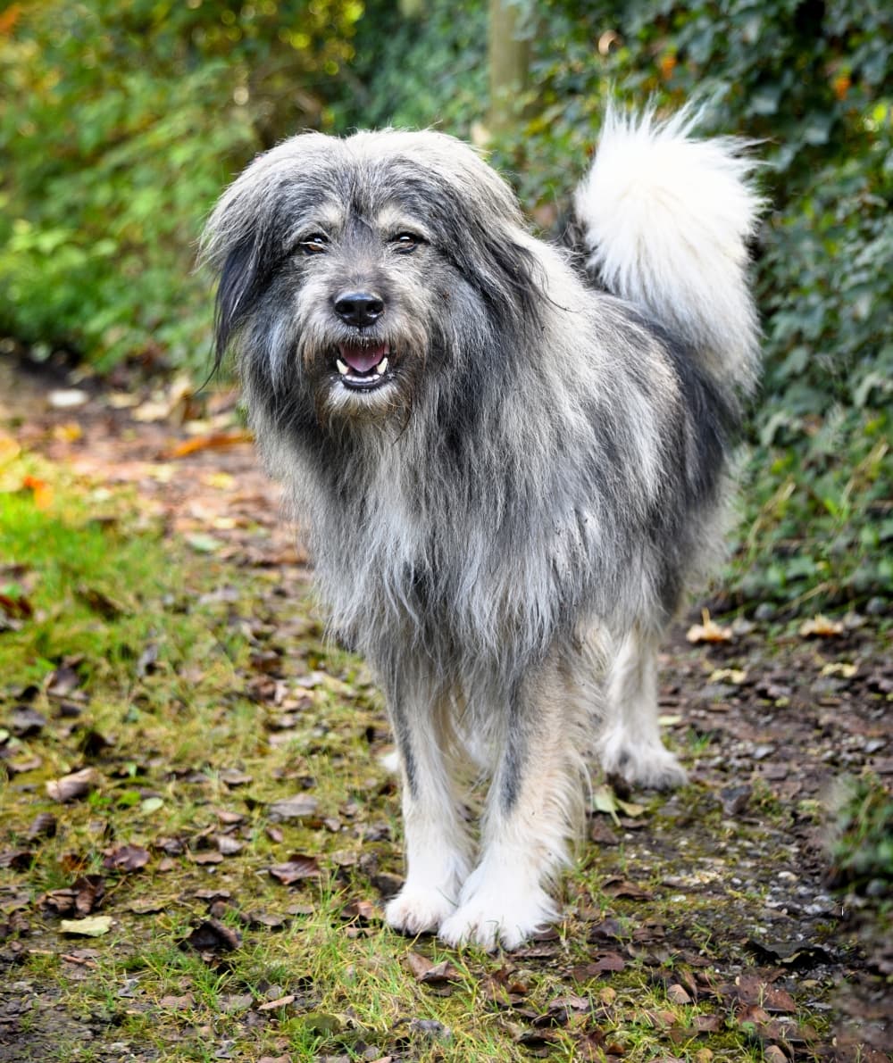 Teddybär - - Bild 3