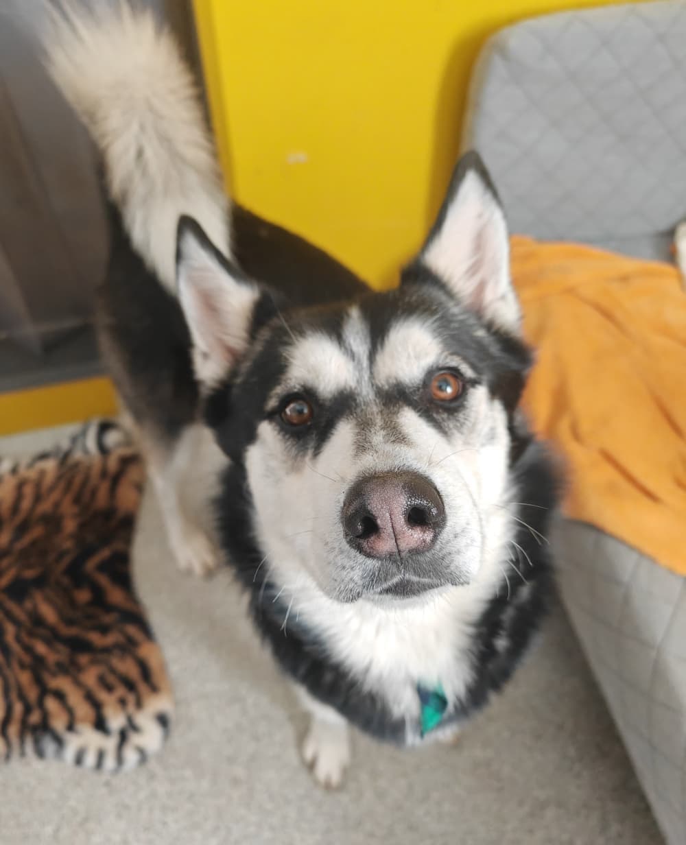 Siberian Husky Husky