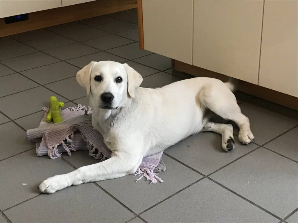 Paul - Labrador Retriever - Bild 2