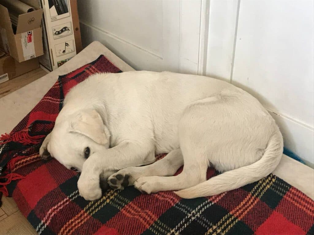 Paul - Labrador Retriever - Bild 3