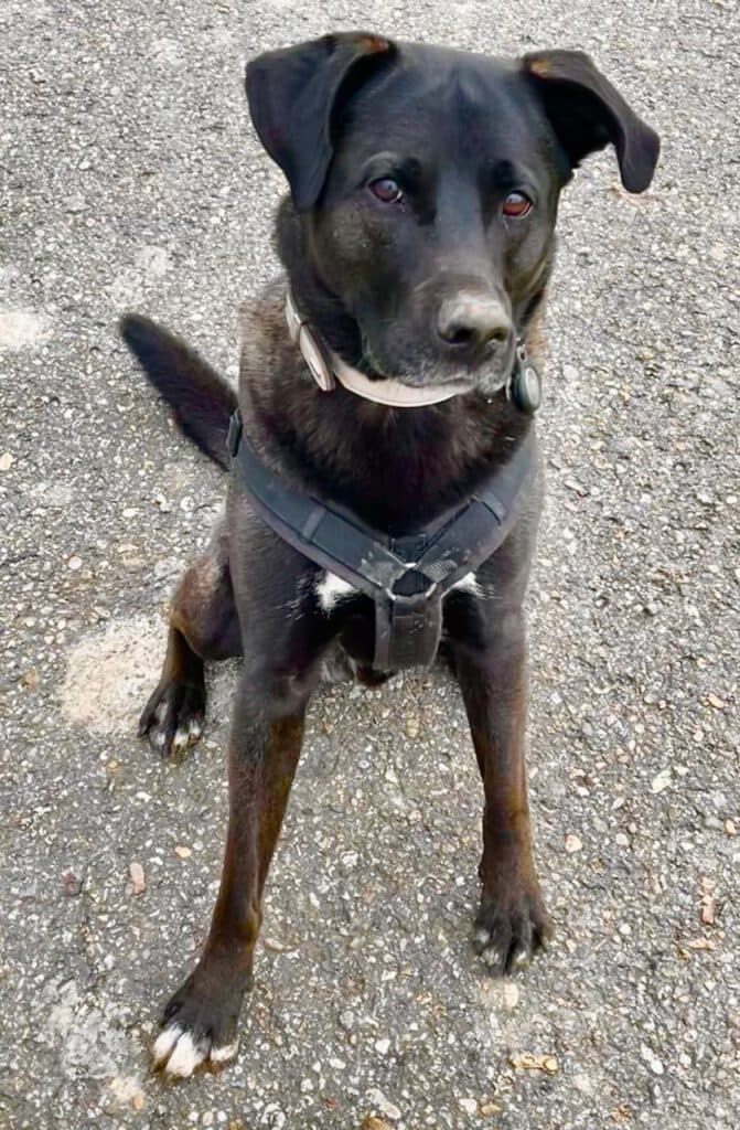 Labrador Retriever, Akita Mailo