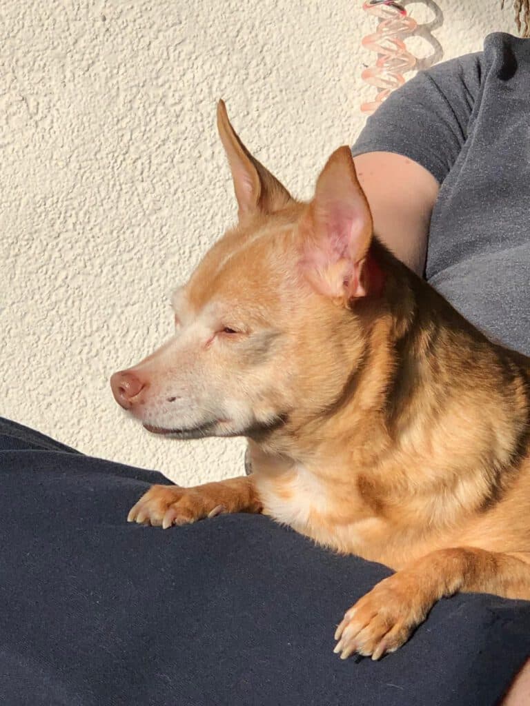 Lilly - Chihuahua - Bild 3