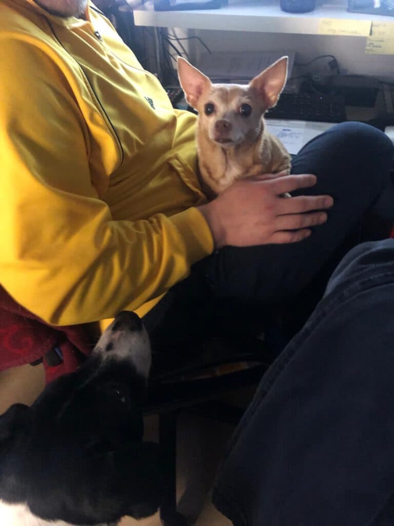 Lilly - Chihuahua - Bild 4