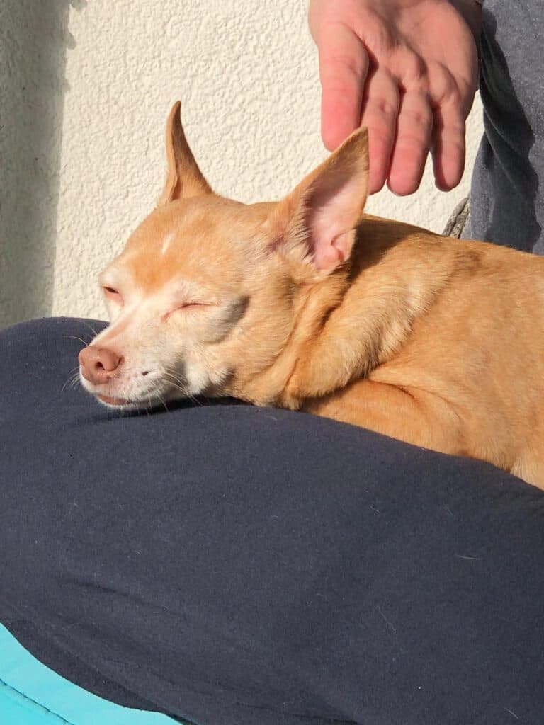 Lilly - Chihuahua - Bild 2