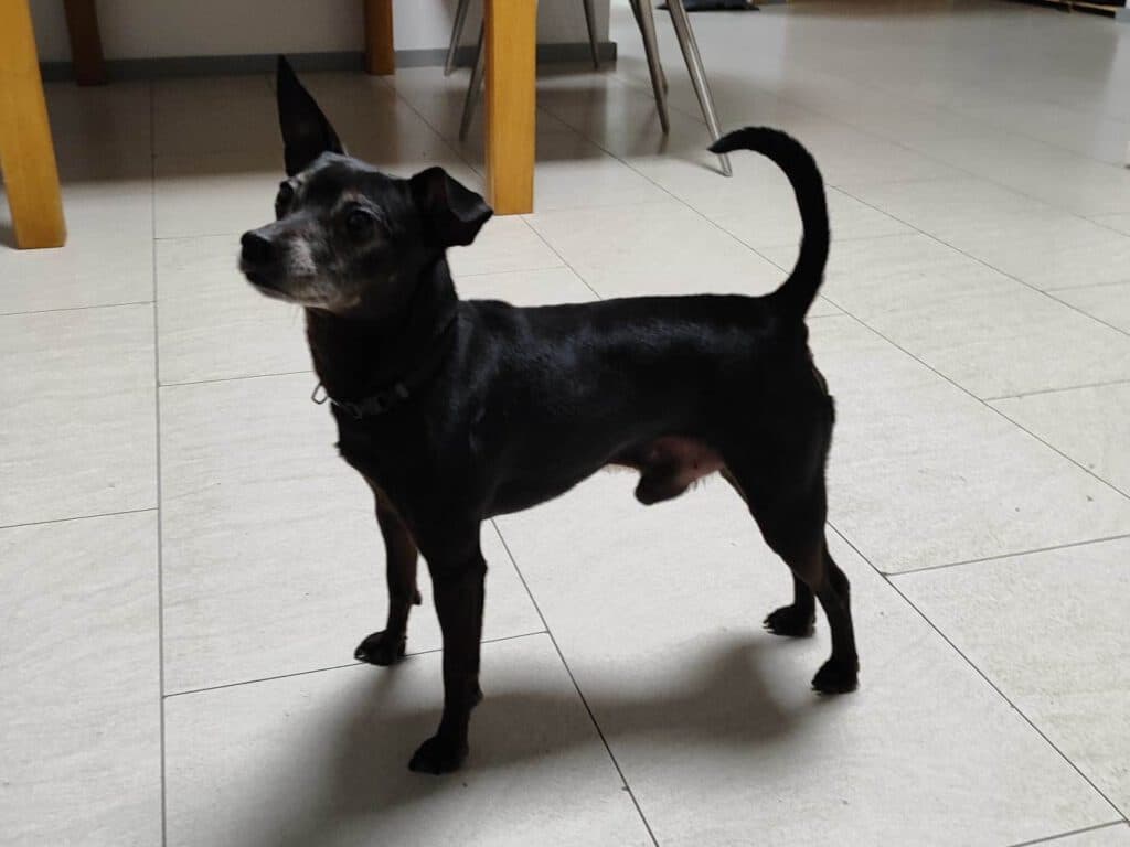 Zwergpinscher-Mix Mischa