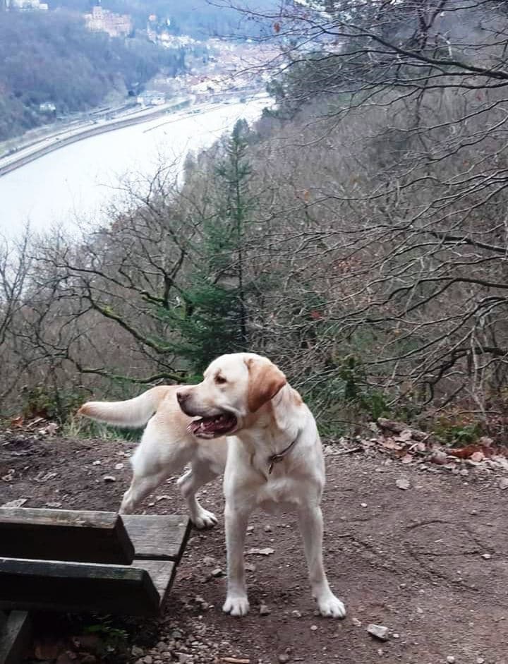 Labrador Retriever-Mix Oskar