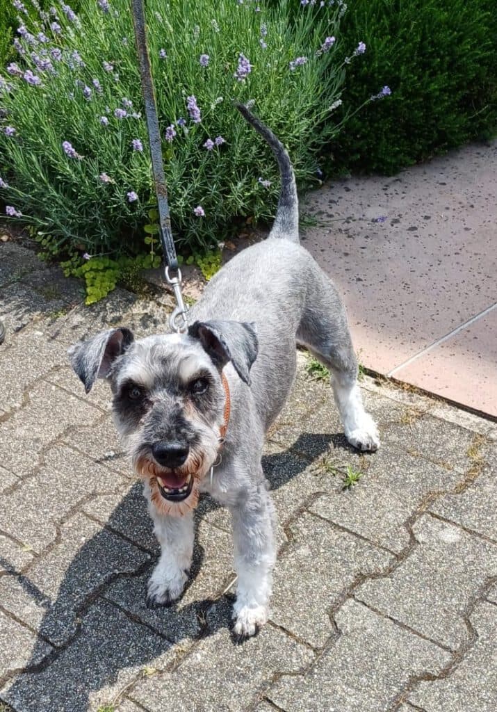 Zwergschnauzer Andy